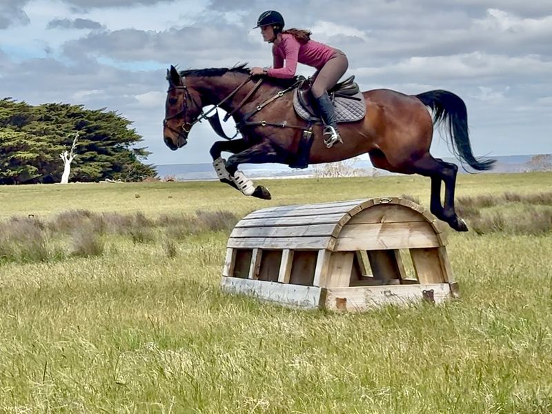 Established 95 eventer with scope