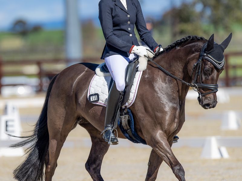 Black Charming Dressage Pony