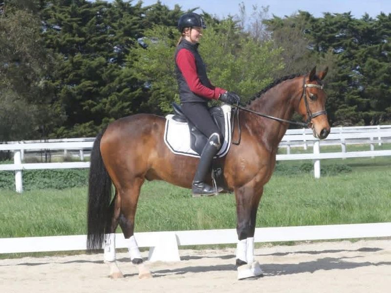 Outstanding german riding pony small hack
