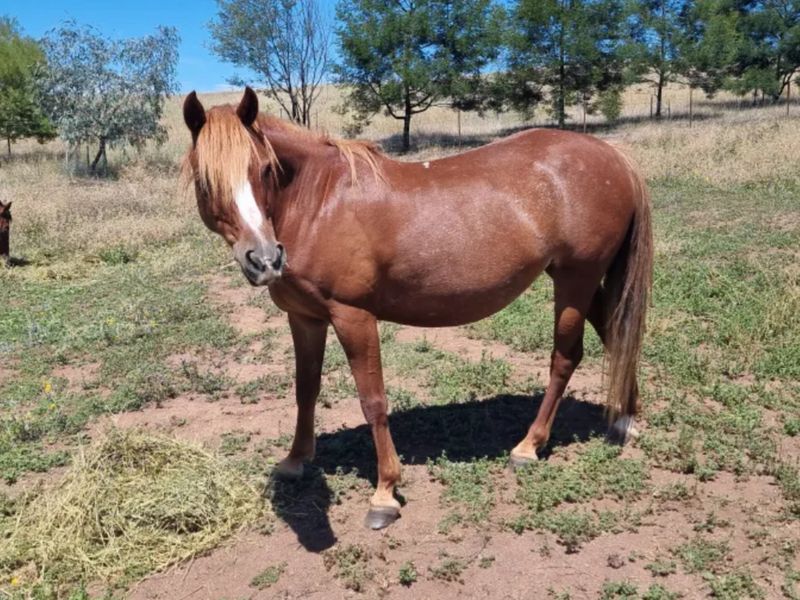 Chestnut Pony Mare - Broodmare or companion 