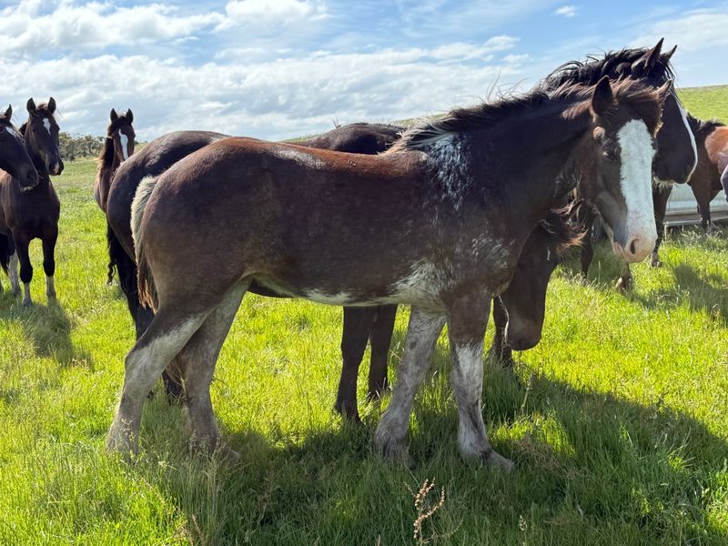 Registered Clydesdale filly
