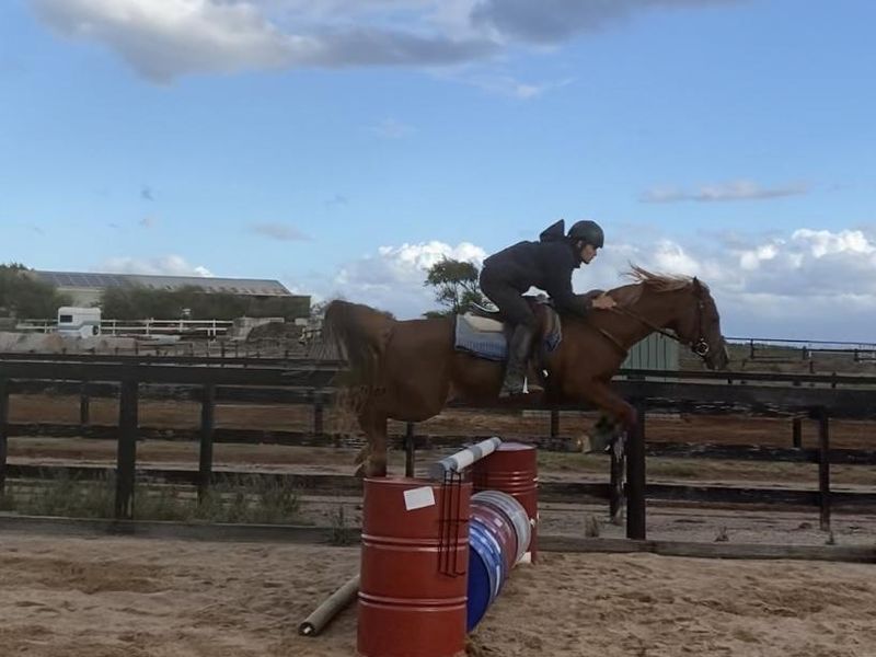 Well bred, well trained Arab mare