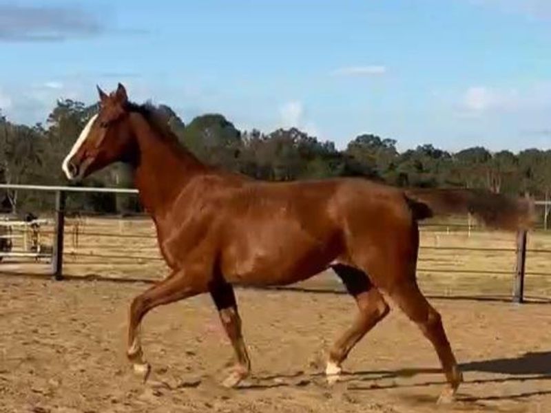 Impressive rising 2yo warmblood gelding