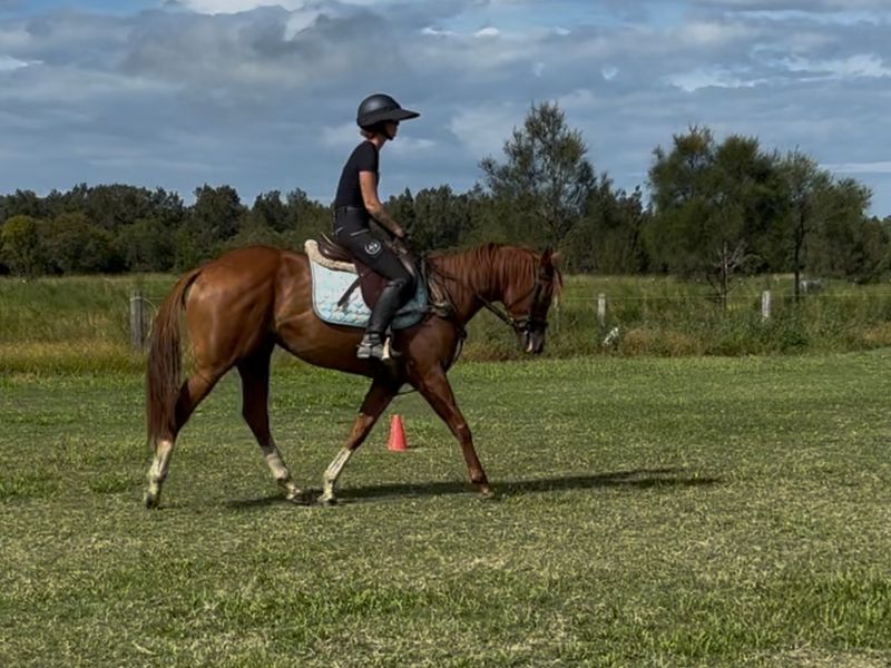 Blingy chestnut mare