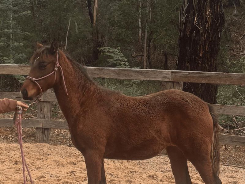 Pretty Qh weanling filly