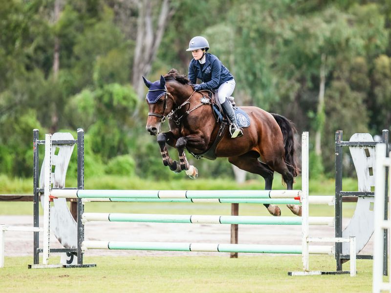 Perfect Interschool / Amateur Mount