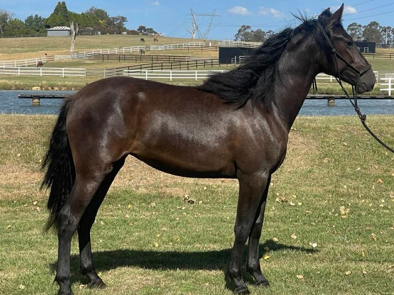 PRE Registered Andalusian Filly