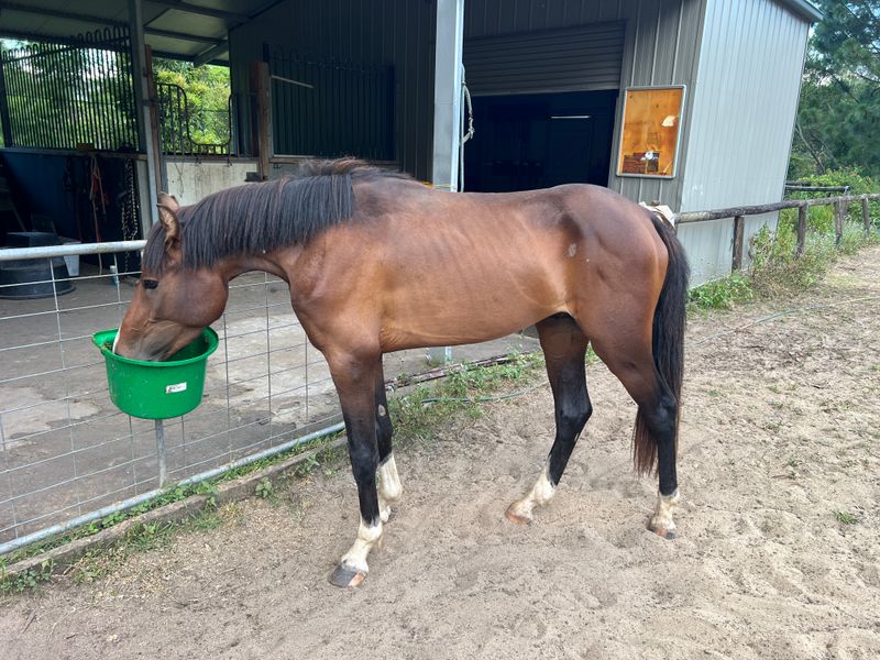 Raven - Connemara x WB and TB