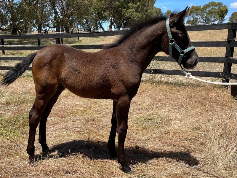 Performance Bred Foal
