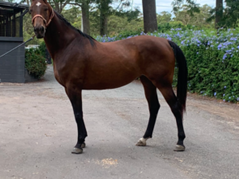 Talented Contenda Mare