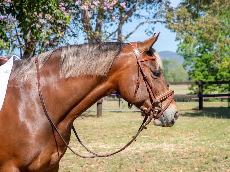 Stunning 7yr Taffy Mare -15hh (QH x SH)