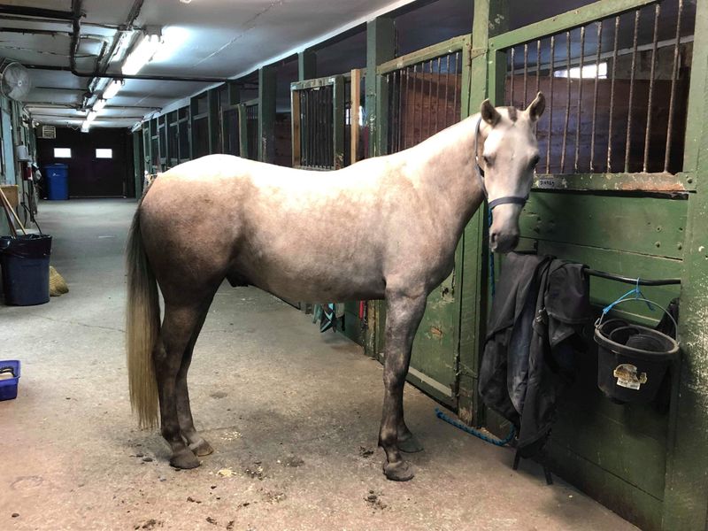 Holsteiner Mare Horse available 