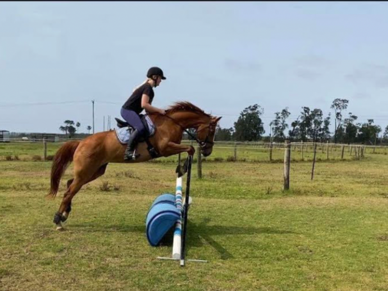   Talented Australian Warmblood Mare 