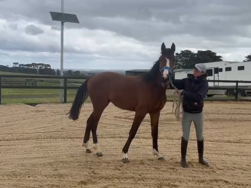 Rising 2Yo gelding with excellent jumping line. 