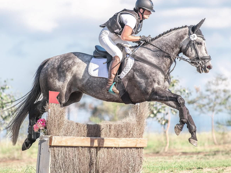 Stunning Grey thoroughbred 9 year old gelding 