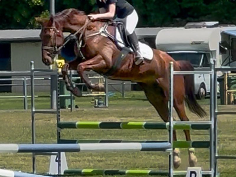 Brave Eventer - Warmblood Mare