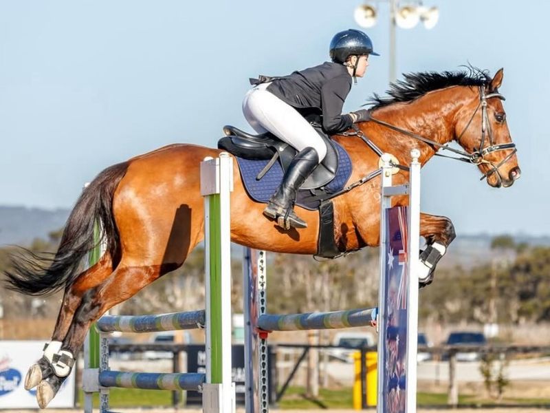 Talented Thoroughbred Gelding – Showjumper/Eventer