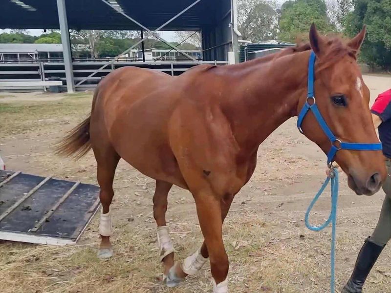 Lovely Natured Gelding