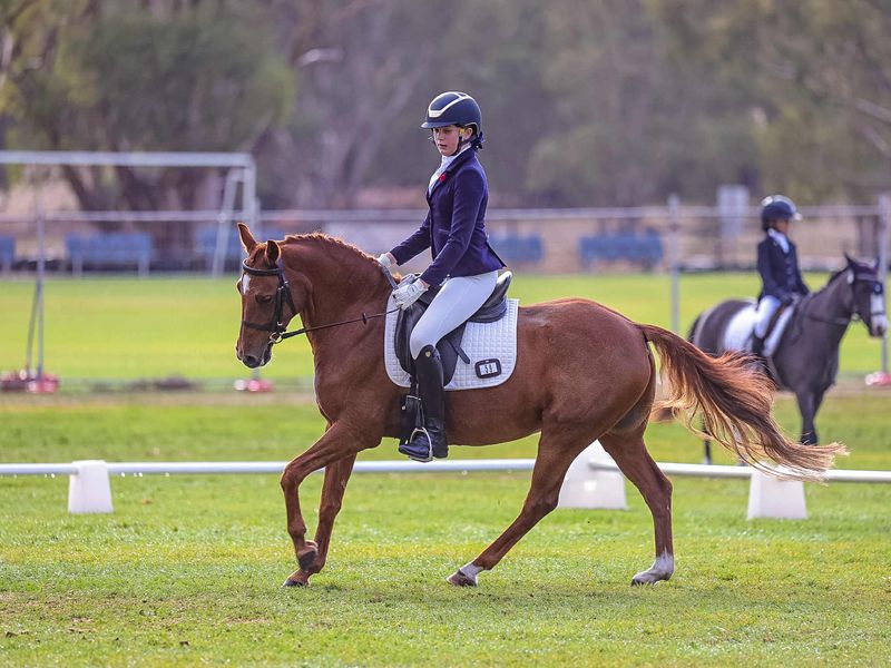 Performance Pony- Dressage, CT, SJ, PC, Show Horse
