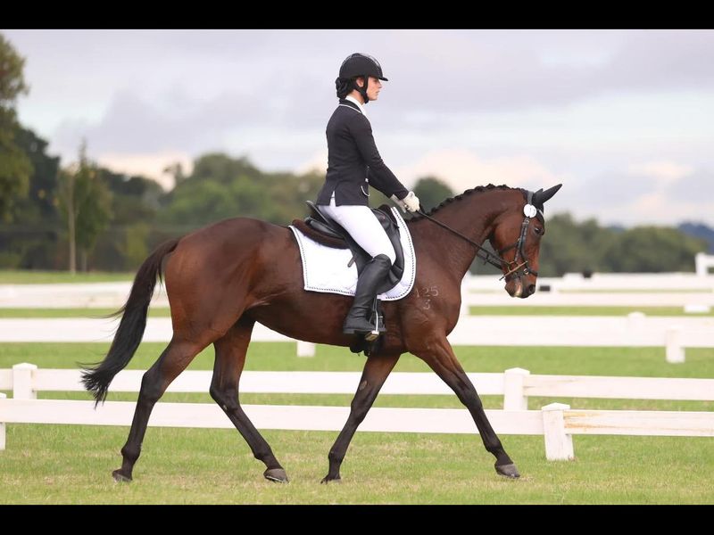 Beautiful performance horse