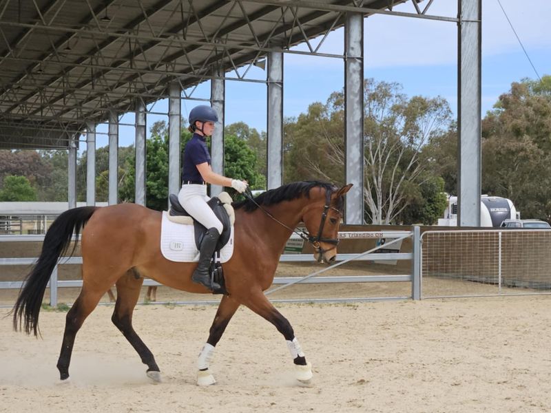 Experienced Dressage mount for Teen or Adult