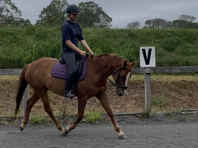   Talented Australian Warmblood Mare 