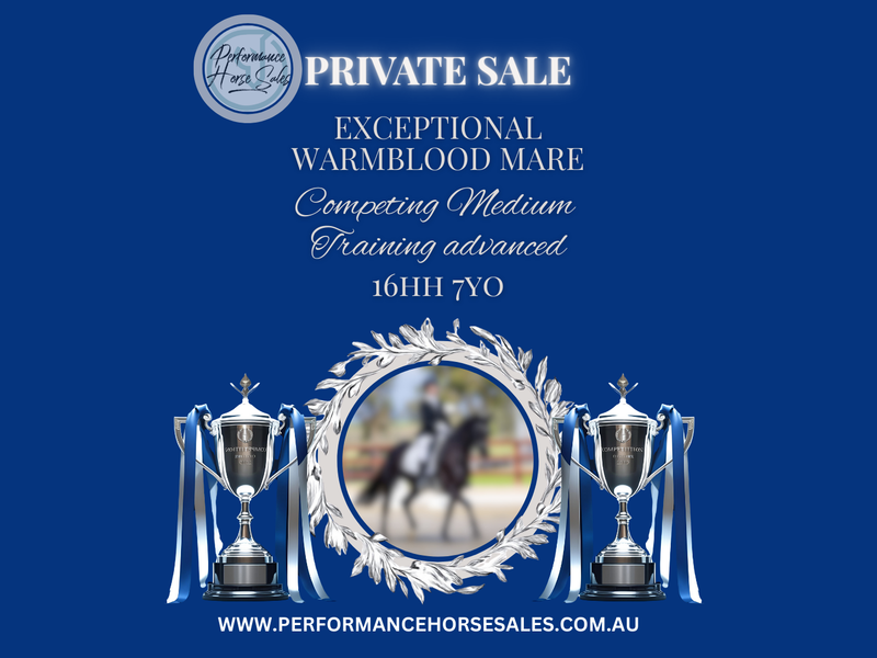 Exceptional Dressage Warmblood mare