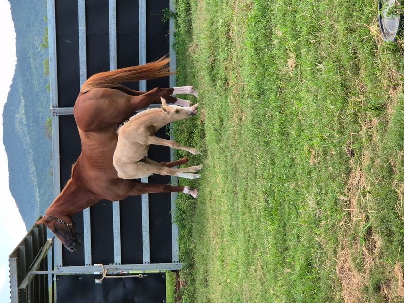 warmblood hanoverian mare