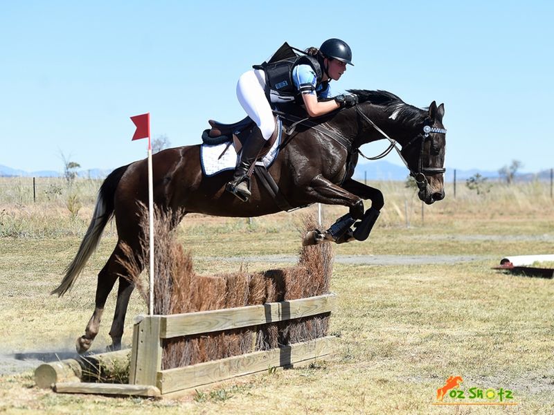 Sweet, Athletic Mare 