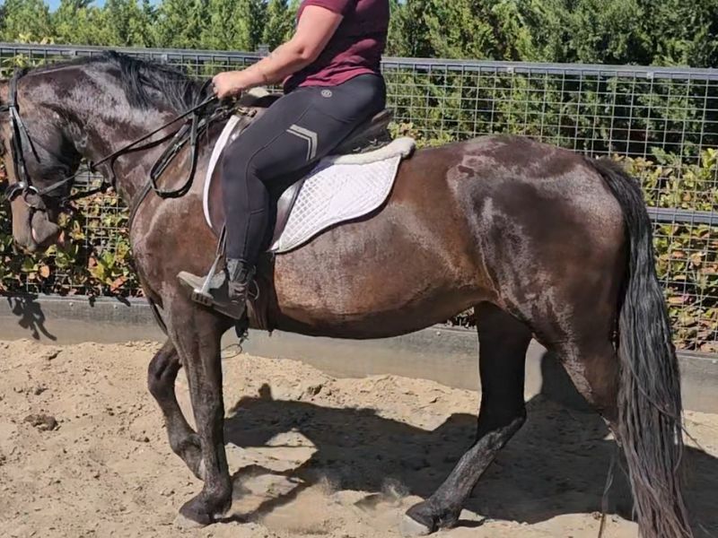 Fairytale Friesian WB Mare