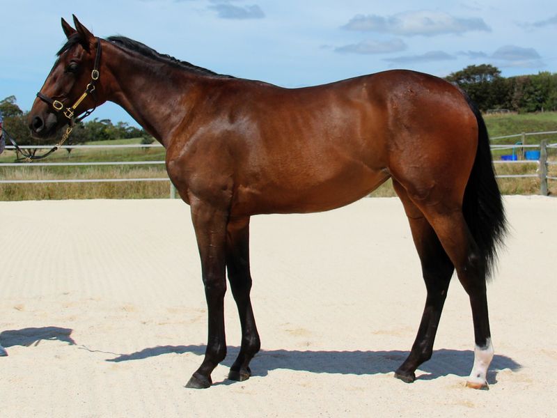 Stunning ShowJumping Bred Filly