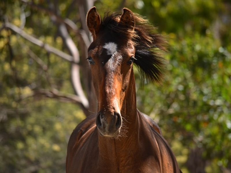 So Perfect future dressage prospect