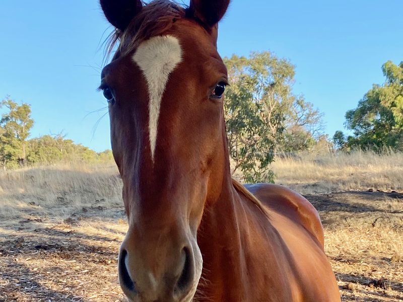 Charming blingy gelding