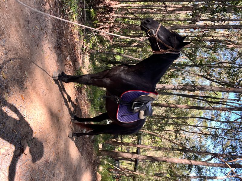 Unreg Stock Horse Mare 15hh