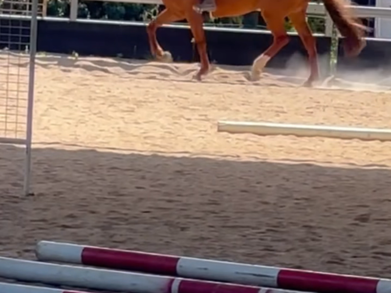 10yo Warmblood Mare–Proven Showjumper, Dressage or