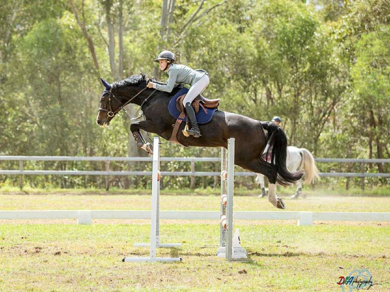 Super fun showjumping mare-PRICE REDUCED 