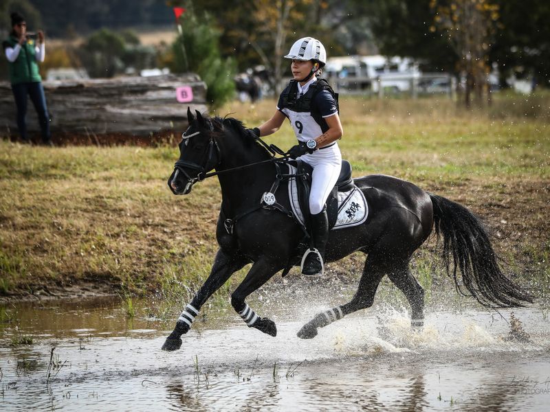 Exceptional Performance Pony