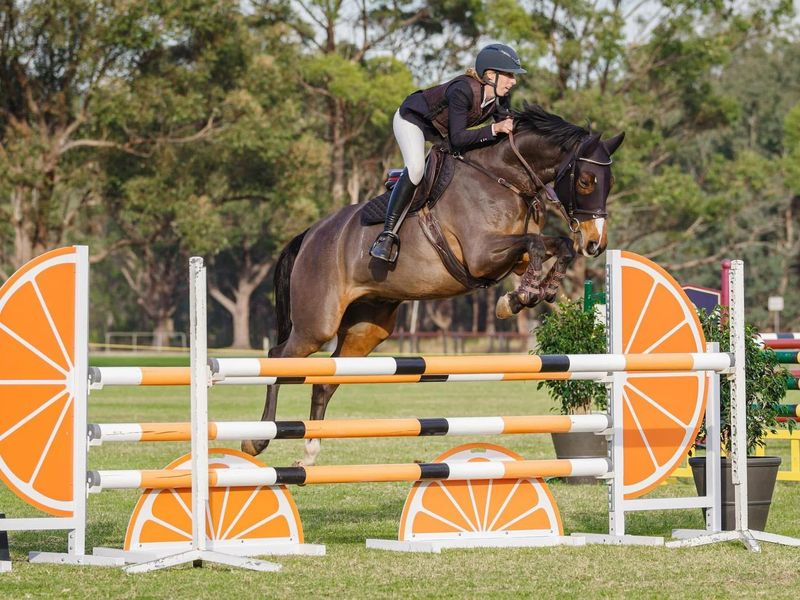 Showjump/Dressage/Allrounder