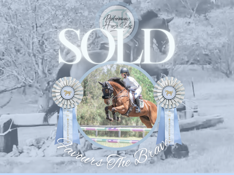 Favours The Brave - EVA95 - 110 Showjumper