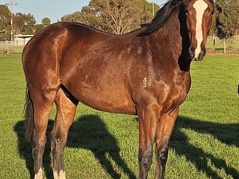 Performance bred by ES Heartbreaker