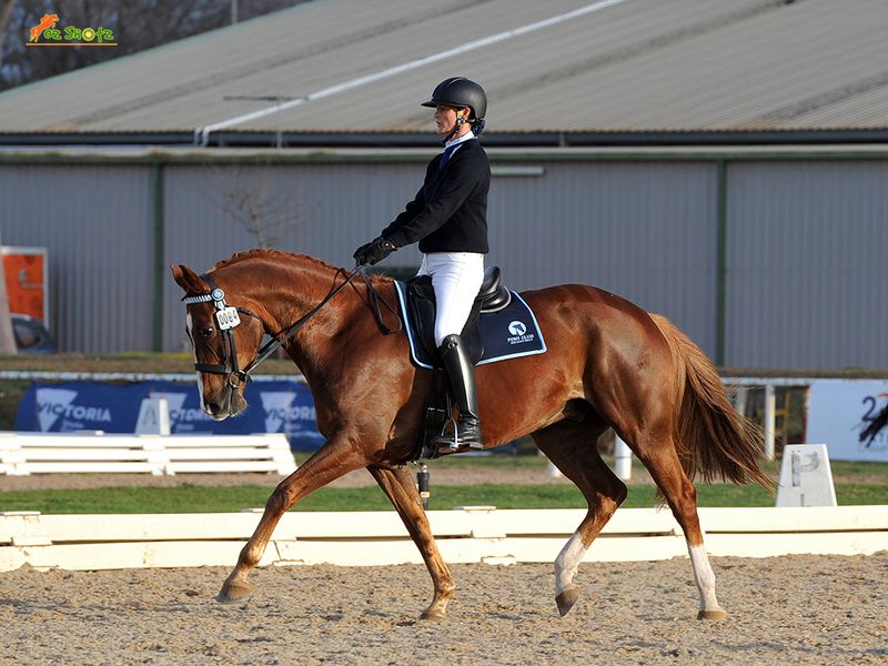 Gorgeous Warmblood Gelding by Danciano