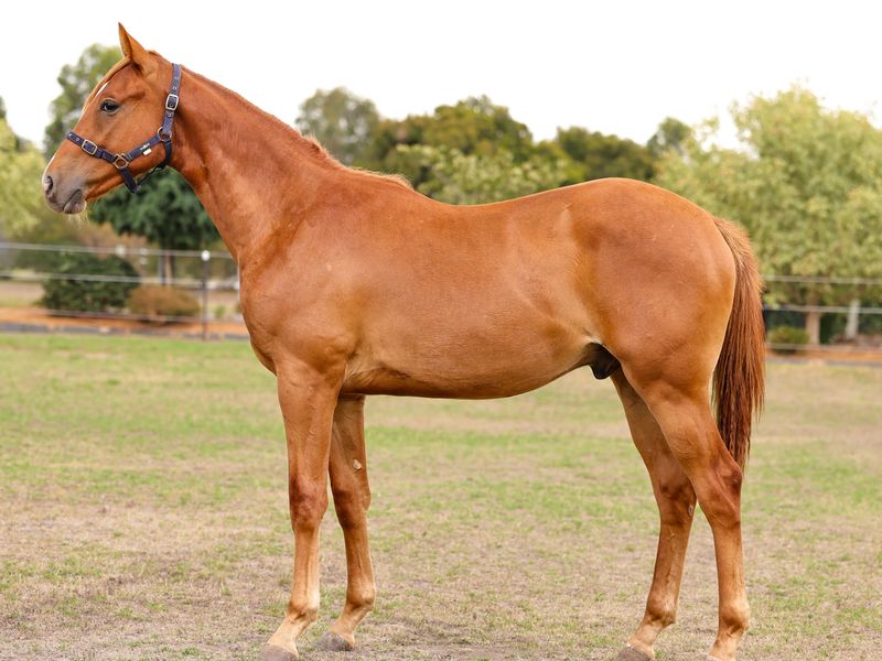 Yearling Gelding by Byalee Briar