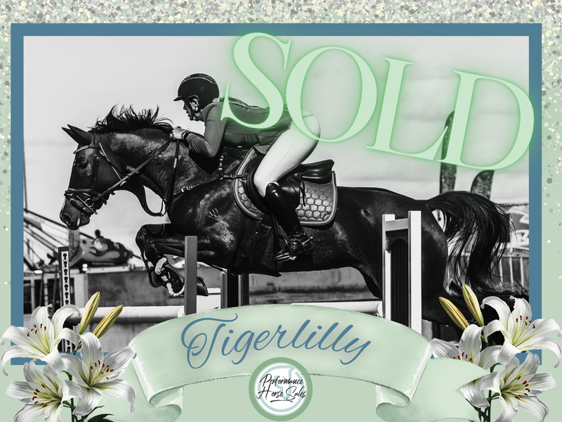 Tigerlilly - showjump/ eventer schoolmaster