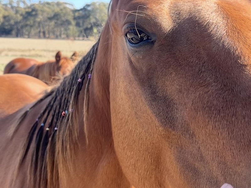 4yr old registered QH filly out of Kit Dual Mare