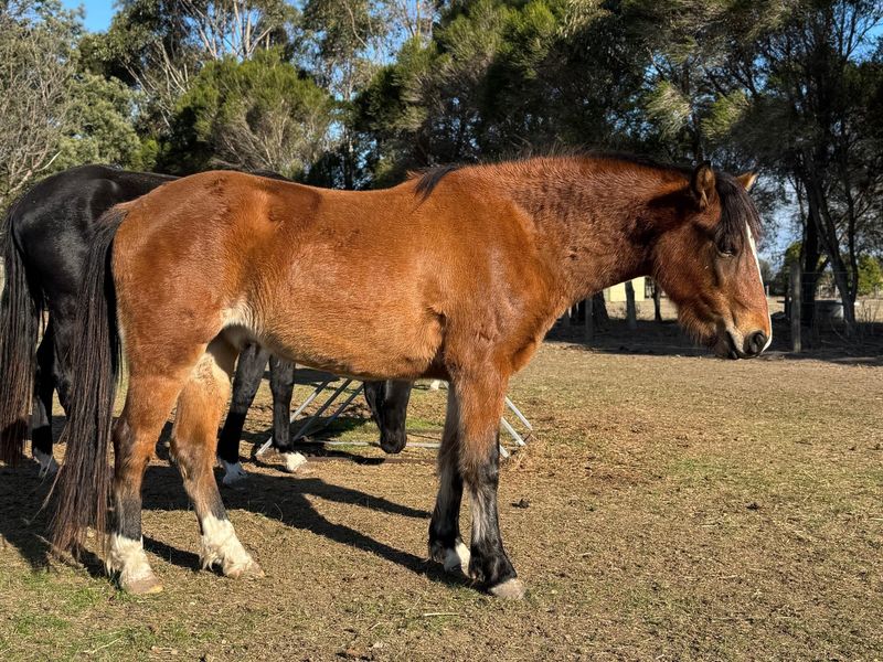 Perfect project pony!