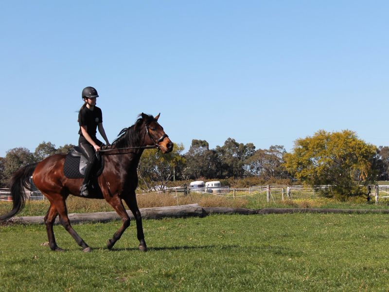 Darcy, 9 year old 15.2/15.3h OTTB Gelding