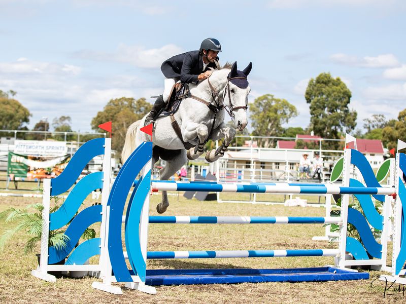 Oaks Cardinal 11yo Grey WB Gelding 