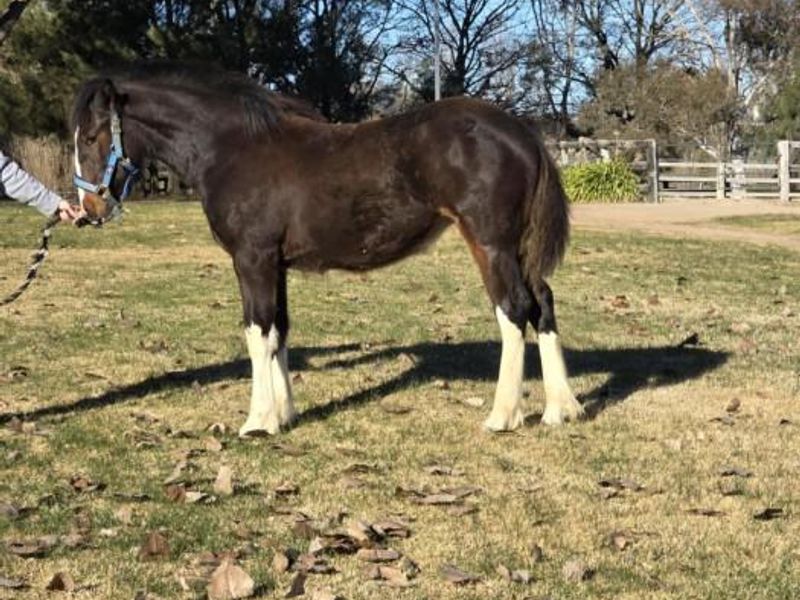 Stunning Shire x Filly yearling