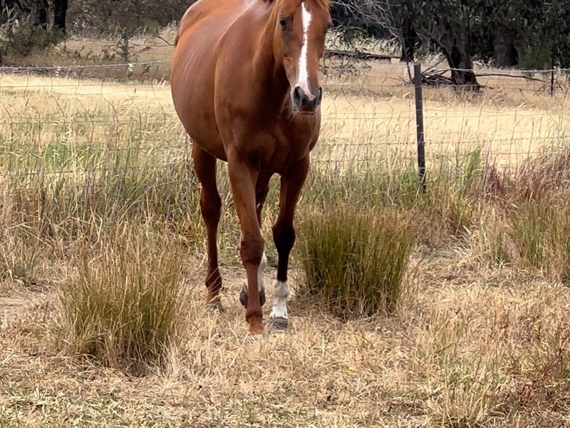 TB Chestnut mare