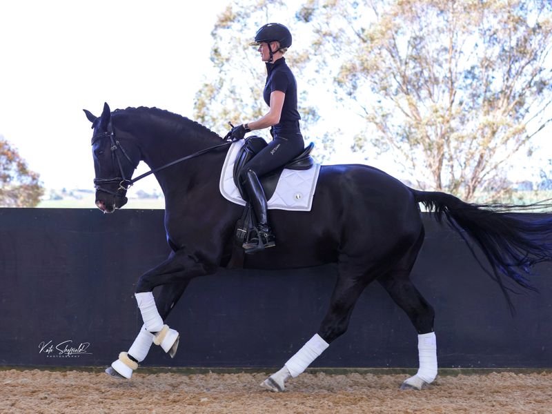 Stunning Black Gelding